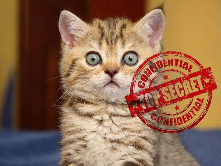 secret-cat.jpg